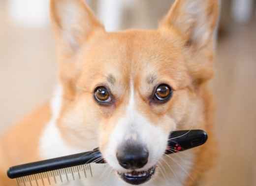 Picture for category Combs & Brushes